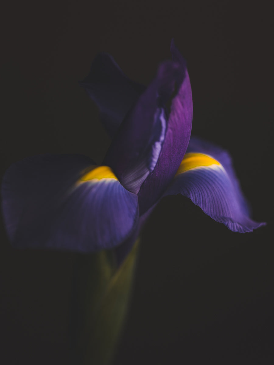 Iris Lover